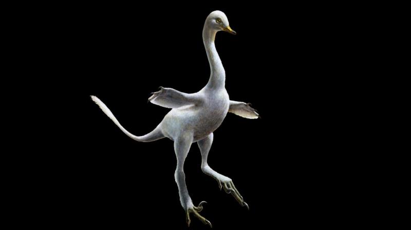 Researchers used the Synchrotron to create three-dimensional images of the fossil, which showed the creature was indeed a single animal and not a concoction built up from several sources. Photo:AP/Lukas Panzarin Researchers used the Synchrotron to create three-dimensional images of the fossil, which showed the creature was indeed a single animal and not a concoction built up from several sources. Photo:AP/Lukas Panzarin