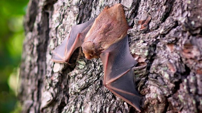 The researchers identified two genes in the greater mouse-eared bat that may be responsible for its unique longevity adaptation. The researchers identified two genes in the greater mouse-eared bat that may be responsible for its unique longevity adaptation.