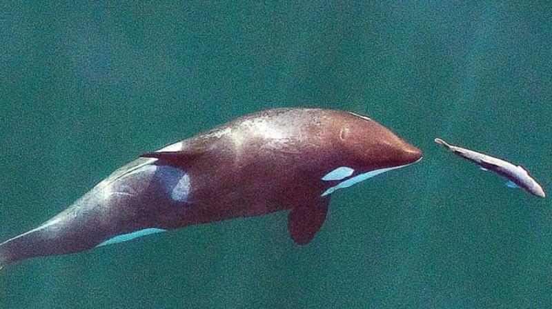 This photo is made with a drone, a young resident killer whale chases a chinook salmon in the Salish Sea near San Juan Island, Wash. (Photo: AP) This photo is made with a drone, a young resident killer whale chases a chinook salmon in the Salish Sea near San Juan Island, Wash. (Photo: AP)