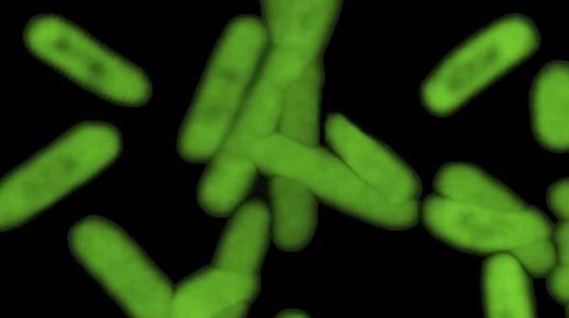 The work brings scientists closer to the development of designer proteins made to order in a laboratory. (Photo: AP) The work brings scientists closer to the development of designer proteins made to order in a laboratory. (Photo: AP)