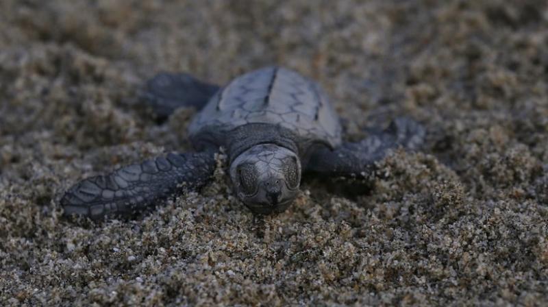An olive ridley sea turtle walks to the sea in Sayulita, Nayarit state, Mexico. (Photo: AP) An olive ridley sea turtle walks to the sea in Sayulita, Nayarit state, Mexico. (Photo: AP)