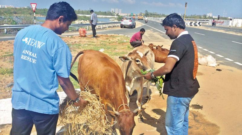 bio-liquid reduces cost spent by farmer on feed by 10 times, most of the farmers are adopting such practices. (Representational image) bio-liquid reduces cost spent by farmer on feed by 10 times, most of the farmers are adopting such practices. (Representational image)