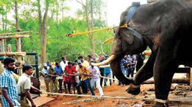 Elephant herds, bison, deer, wild boar, monkeys and peacocks entering the human habitat devastate farmlands within a small period. Elephant herds, bison, deer, wild boar, monkeys and peacocks entering the human habitat devastate farmlands within a small period.