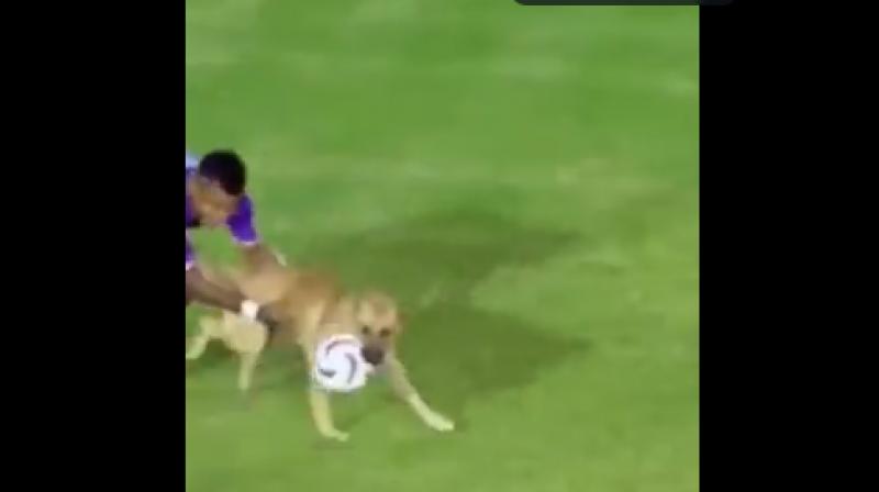 After entering the field, the dog grabbed the football and ran around, even as the players and security guards tried to catch it.   X.com