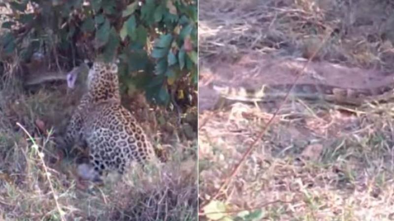 Footage recorded by tourists at the Kruger National Park shows the two leopards – a mother and her cub – pouncing on the serpent. (Credit: YouTube) Footage recorded by tourists at the Kruger National Park shows the two leopards – a mother and her cub – pouncing on the serpent. (Credit: YouTube)