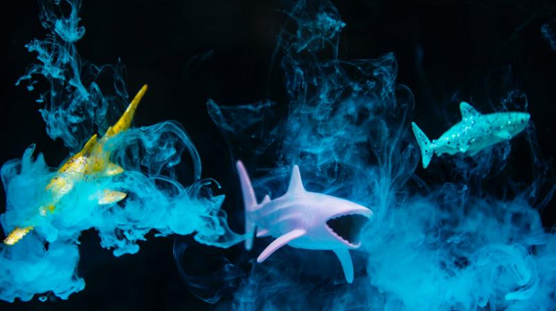 Untouched marine habitats could vanish within half a century. (Photo: Pixabay) Untouched marine habitats could vanish within half a century. (Photo: Pixabay)