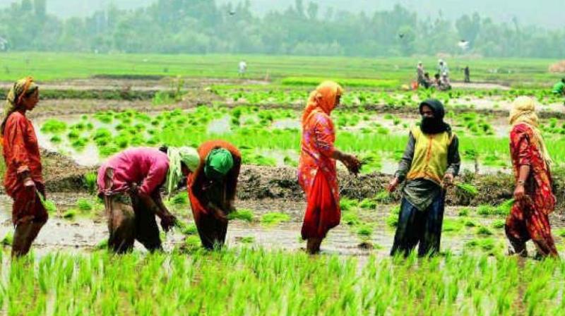 Jayashankar Bhupalpally received 7,800 metric tonnes of urea for the 24,000 hectares under cultivation against a requirement of 9,800 metric tonnes. (Photo: Representational Image/PTI) Jayashankar Bhupalpally received 7,800 metric tonnes of urea for the 24,000 hectares under cultivation against a requirement of 9,800 metric tonnes. (Photo: Representational Image/PTI)