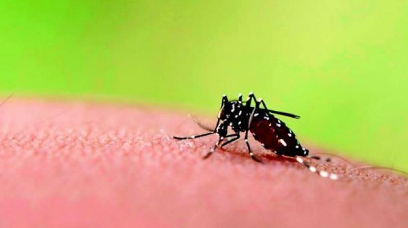 Increase in number of Dengue cases in Tirupati and other major parts of Chittoor district is creating worries to the Medical, Health and Family Welfare Department. Increase in number of Dengue cases in Tirupati and other major parts of Chittoor district is creating worries to the Medical, Health and Family Welfare Department.