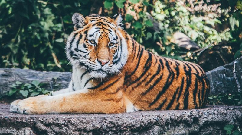 Animals straying into human settlements are becoming a growing target. (Photo: Pixabay) Animals straying into human settlements are becoming a growing target. (Photo: Pixabay)
