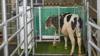 A calf enters an astroturf-covered pen nicknamed "MooLoo” to urinate. The scientists, mimicking the process of putting a toddler on the potty until he or she has to go, put the cows in and waited until they urinated and then gave them a reward: a super sweet liquid of mostly molasses. (Thomas Häntzschel/FBN via AP)