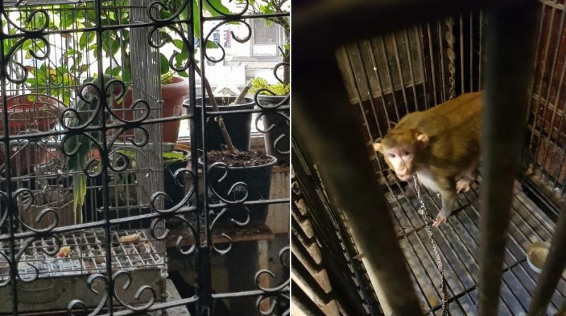 The animals are currently recovering at the Forest Department's facility and will soon be transferred to an animal orphanage in Pune for rehabilitation. The animals are currently recovering at the Forest Department's facility and will soon be transferred to an animal orphanage in Pune for rehabilitation.