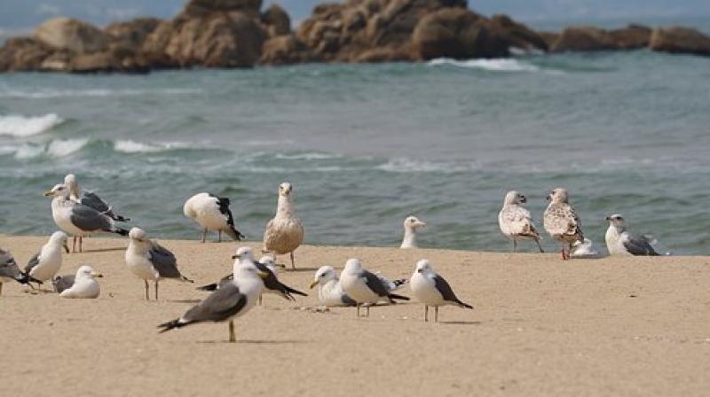 The seagulls congregate near the waterfront restaurants at a marina, Hillary’s Boat Harbour, scavenging leftovers. (Photo: Pixabay) The seagulls congregate near the waterfront restaurants at a marina, Hillary’s Boat Harbour, scavenging leftovers. (Photo: Pixabay)