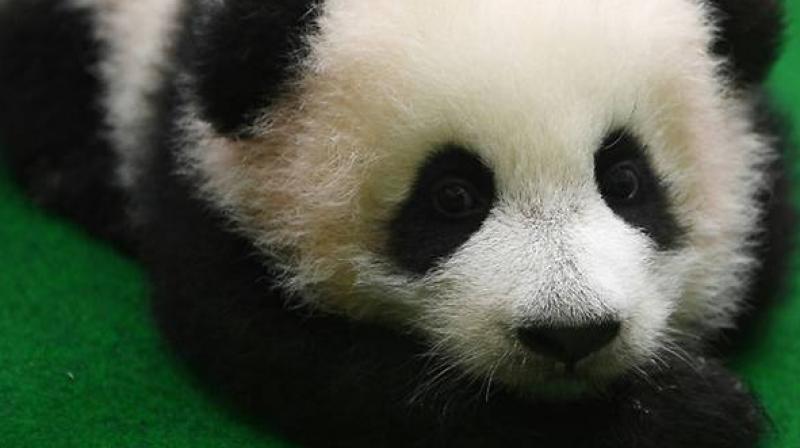 Chinese ambassador Bai Tian said he was pleased to see the cub was Chinese ambassador Bai Tian said he was pleased to see the cub was