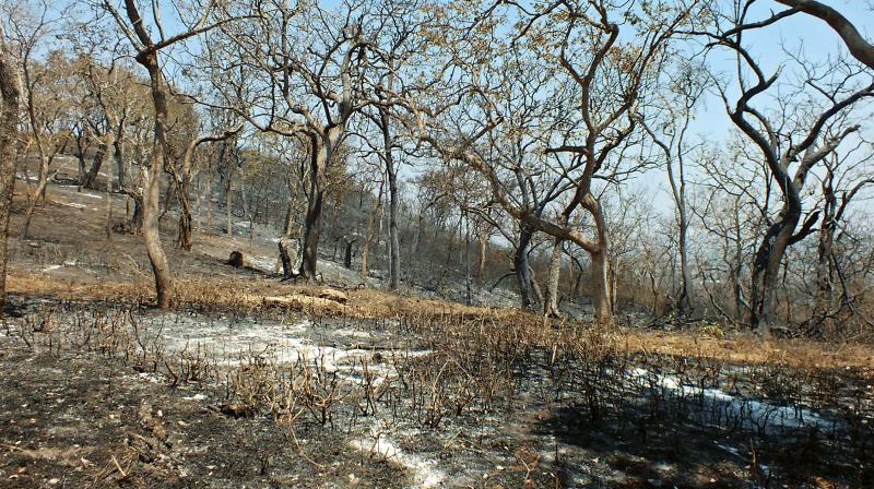 Parts of the Bandipur Tiger Reserve which have been destroyed in fire – KPN Parts of the Bandipur Tiger Reserve which have been destroyed in fire – KPN