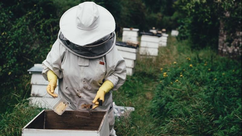 Her small honey-making business provides not only an income, but a sense of pride. (Photo: Pixabay) Her small honey-making business provides not only an income, but a sense of pride. (Photo: Pixabay)