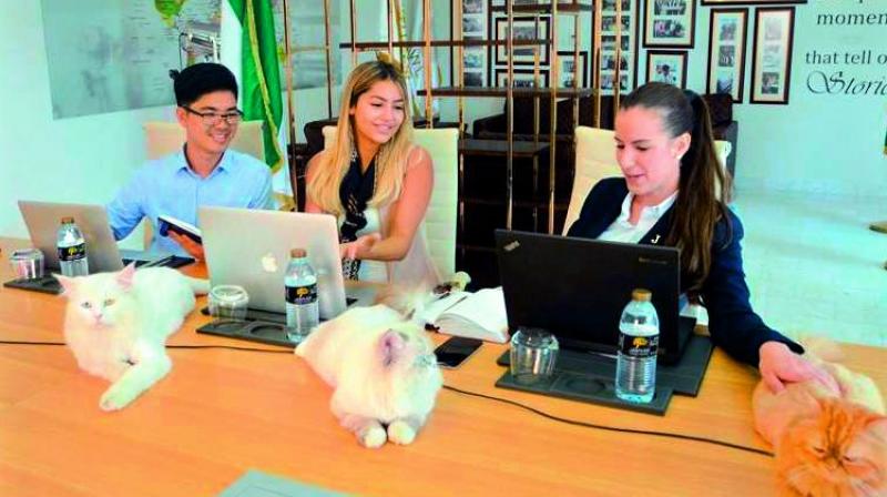 Jannah Hotels and Resorts said that so far, the cats have been employed at the hotel’s head office located in Abu Dhabi. Jannah Hotels and Resorts said that so far, the cats have been employed at the hotel’s head office located in Abu Dhabi.