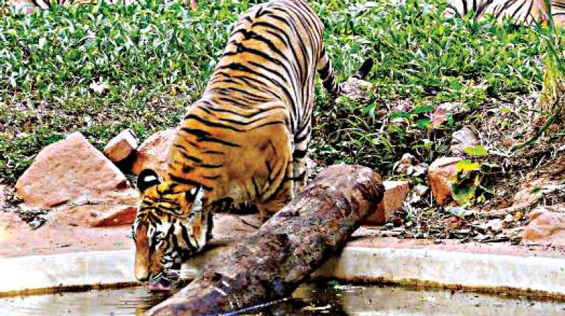 Currently, the Zoo has one male lion, Darshan, and three female lions, Rakshita, Guari and Ranitha. (Representational Image) Currently, the Zoo has one male lion, Darshan, and three female lions, Rakshita, Guari and Ranitha. (Representational Image)