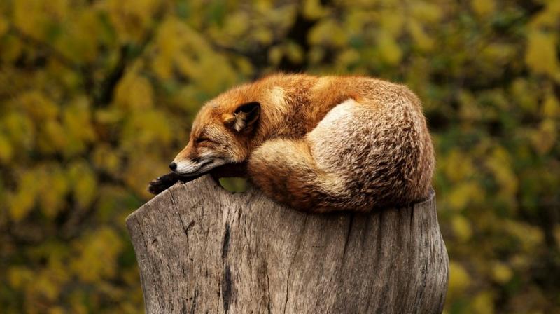 Human activity causing mammals to go nocturnal. (Photo: Pixabay) Human activity causing mammals to go nocturnal. (Photo: Pixabay)