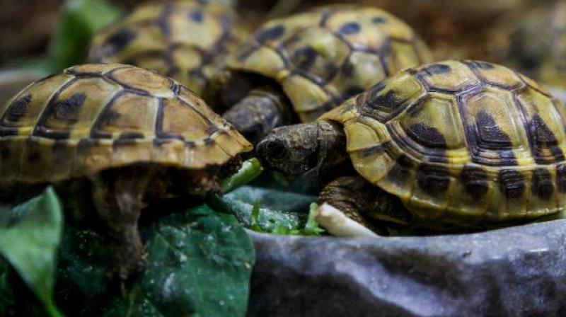 As temperatures continue to rise, it may become impossible for unhatched turtles to survive (Photo: AFP) As temperatures continue to rise, it may become impossible for unhatched turtles to survive (Photo: AFP)