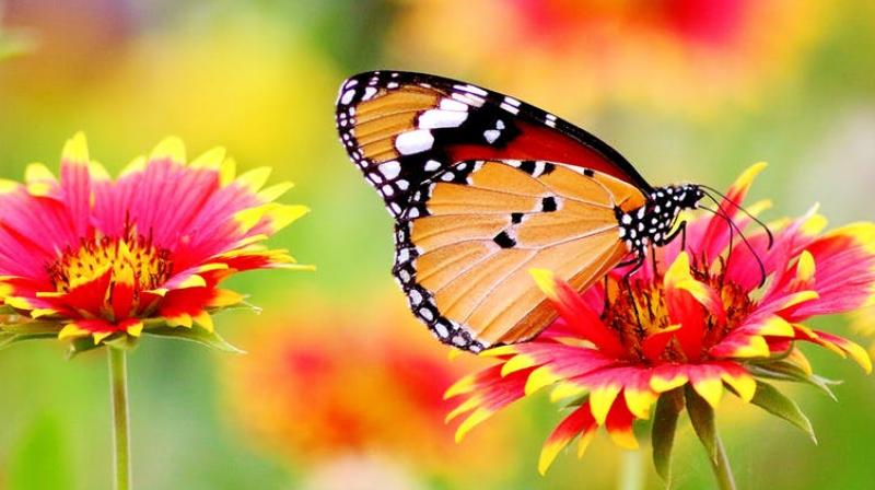Representational Image. (Photo: Pixabay) Representational Image. (Photo: Pixabay)