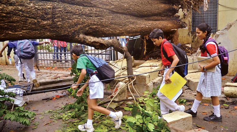 Children pass under an uprooted tree near VV Puram College on Saturday morning after a night of heavy rainfall, (Photo:DC) Children pass under an uprooted tree near VV Puram College on Saturday morning after a night of heavy rainfall, (Photo:DC)