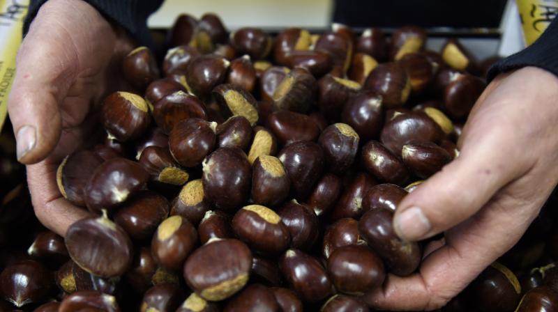 Walnuts are a winner among nuts, because unlike their siblings, they have a significant amount of essential omega-3 fatty acids (Photo: AFP) Walnuts are a winner among nuts, because unlike their siblings, they have a significant amount of essential omega-3 fatty acids (Photo: AFP)
