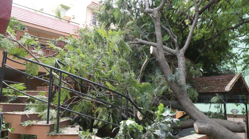 The residents of a house in Girinagar got trapped as a huge tree fell on the house and blocked the entrance. It took four hours for the BBMP to clear the tree remnants. Heavy rain on Thursday also led to tree falls in areas like Gandhi Bazaar and Basavanagudi. The residents of a house in Girinagar got trapped as a huge tree fell on the house and blocked the entrance. It took four hours for the BBMP to clear the tree remnants. Heavy rain on Thursday also led to tree falls in areas like Gandhi Bazaar and Basavanagudi.