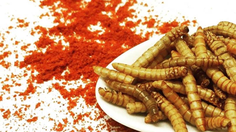 Certain edible insects are rich in vitamins and minerals. (Photo: Instagram) Certain edible insects are rich in vitamins and minerals. (Photo: Instagram)
