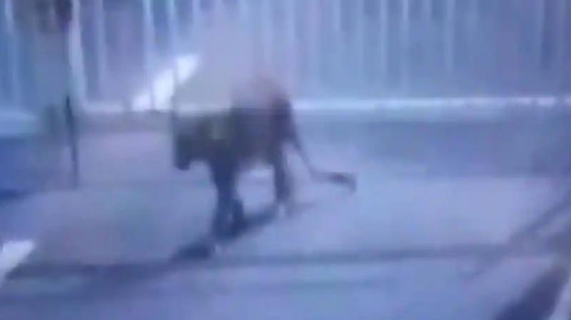 On learning about the presence of the leopard in the premises, the state forest department started a search operation. (Photo: ANI | Screengrab) On learning about the presence of the leopard in the premises, the state forest department started a search operation. (Photo: ANI | Screengrab)