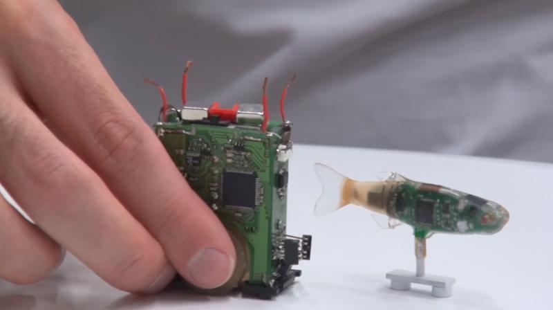 The researchers developed a closed-loop system in which the robot influences the fish's behaviour, but also adapt its own behaviour to them. (Photo: Video Screengrab/ Ecole Polytechnique Federale de Lausanne) The researchers developed a closed-loop system in which the robot influences the fish's behaviour, but also adapt its own behaviour to them. (Photo: Video Screengrab/ Ecole Polytechnique Federale de Lausanne)