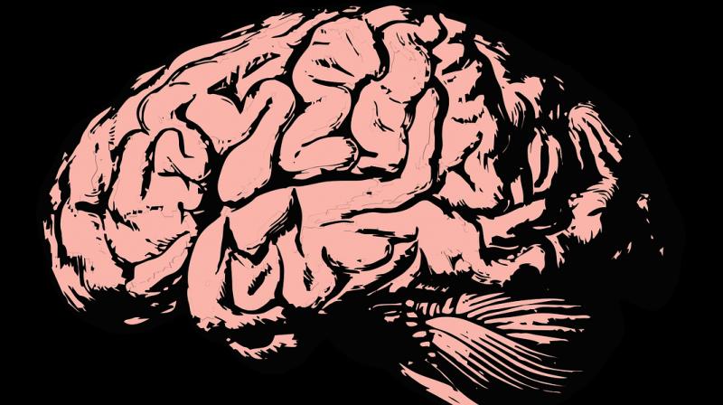 'Selfish brains' have evolved to take priority over muscle, new study reveals. (Photo: Pixabay) 'Selfish brains' have evolved to take priority over muscle, new study reveals. (Photo: Pixabay)