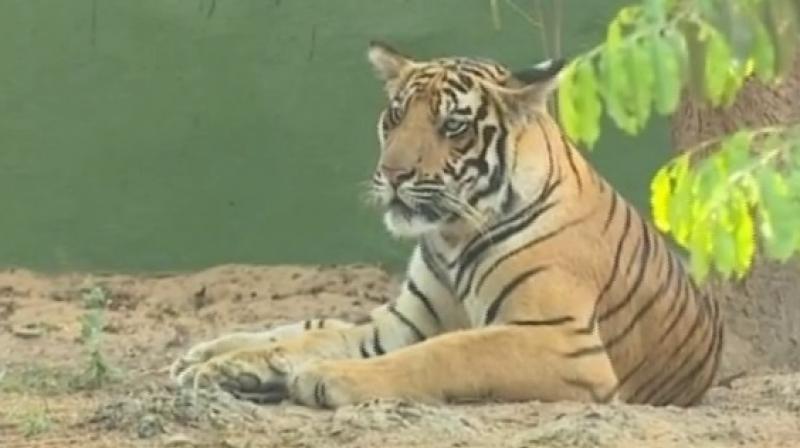 The zoo wanted to keep the name as it denotes prowess and valour and because it was born to a wild tiger. (Photo: Twitter) The zoo wanted to keep the name as it denotes prowess and valour and because it was born to a wild tiger. (Photo: Twitter)