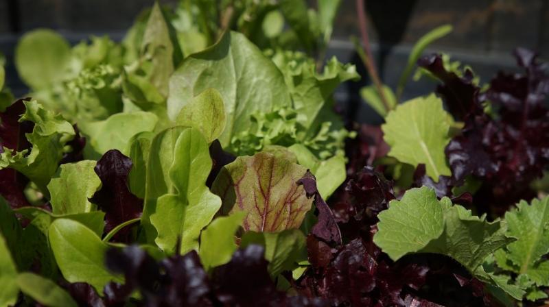 Eating plant-based foods helps lower risk of chronic diseases. (Photo: Pixabay) Eating plant-based foods helps lower risk of chronic diseases. (Photo: Pixabay)