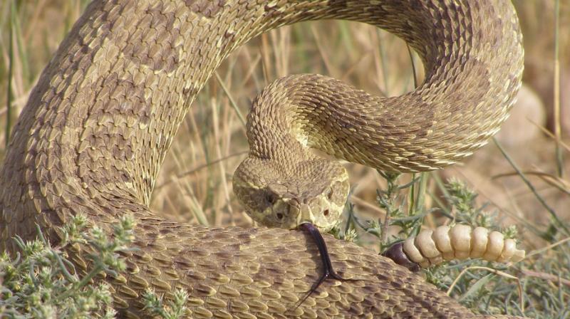 Man in Texas survives after battle with 4-foot rattlesnake. (Photo: Pixabay) Man in Texas survives after battle with 4-foot rattlesnake. (Photo: Pixabay)