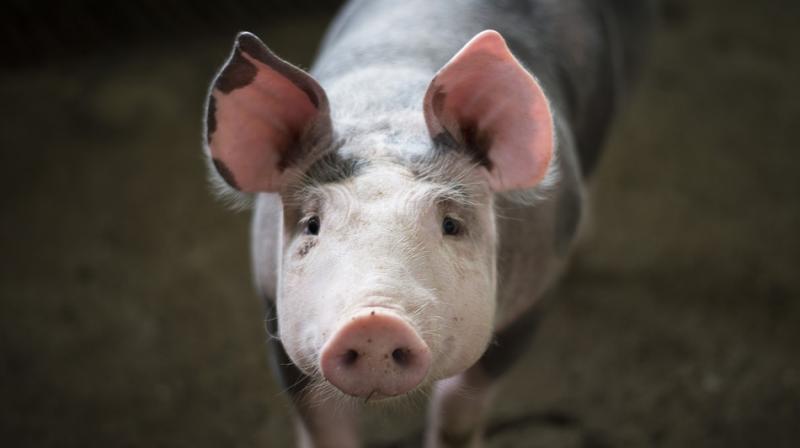The group had first highlighted the conditions at Hogwood pig farm in Oxhill, Warwickshire in 2017. (Photo: Pixabay) The group had first highlighted the conditions at Hogwood pig farm in Oxhill, Warwickshire in 2017. (Photo: Pixabay)