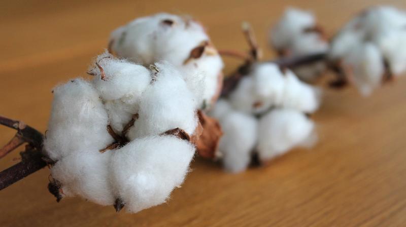 Cotton is widely grown around the world, with its fiber used to make textiles and the cottonseed used among other things to feed animals such as cattle and sheep that have multiple stomach chambers. Cotton is widely grown around the world, with its fiber used to make textiles and the cottonseed used among other things to feed animals such as cattle and sheep that have multiple stomach chambers.