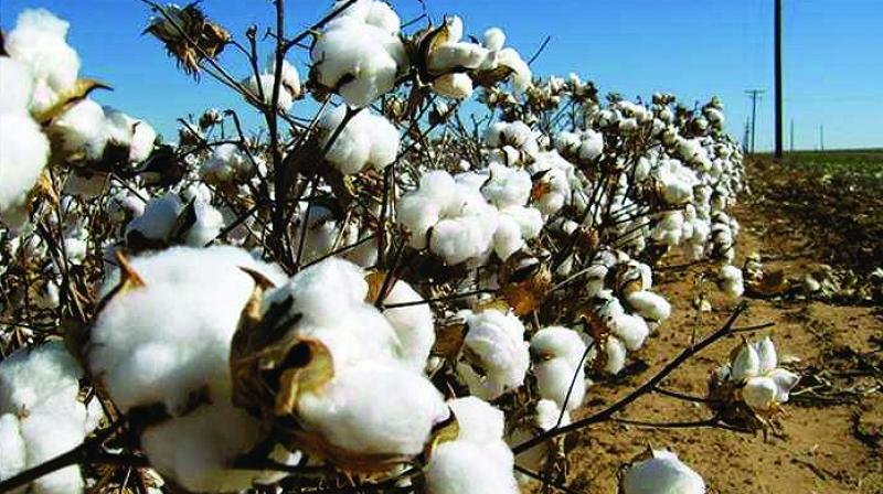 RJY-Cotton Purchases to Start from Today