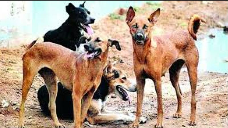A case in this regard has been registered under the Animal Cruelty Act. (Representational Image) A case in this regard has been registered under the Animal Cruelty Act. (Representational Image)