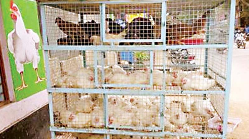 A senior officer from animal husbandry department said that most poultry shops are not monitored by the BBMP or any other government department. A senior officer from animal husbandry department said that most poultry shops are not monitored by the BBMP or any other government department.