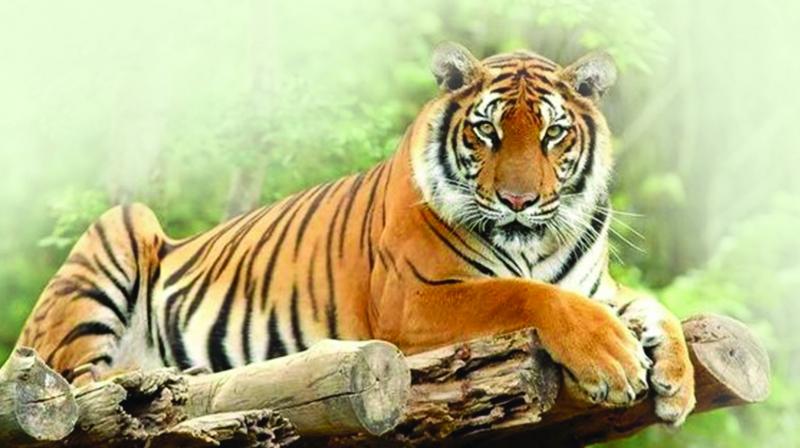 The Hyderabad Tiger Conservation Society has launched a “citizen volunteers” programme in collaboration with the forest department to count tigers in the Telangana forests The Hyderabad Tiger Conservation Society has launched a “citizen volunteers” programme in collaboration with the forest department to count tigers in the Telangana forests