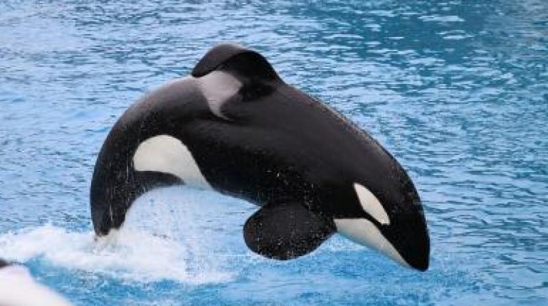 The female whale learned to “speak” a handful of human words by copying its trainer at a marine park in France The female whale learned to “speak” a handful of human words by copying its trainer at a marine park in France