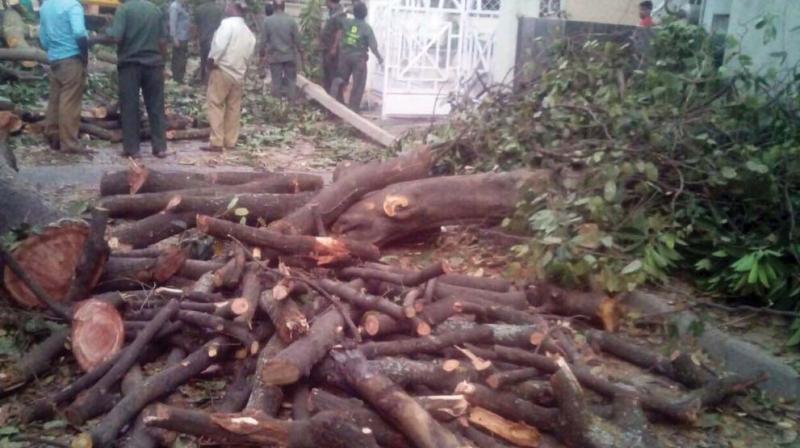 Branches cut by Bescom workers at Indiranagar on Friday. (Photo:DC) Branches cut by Bescom workers at Indiranagar on Friday. (Photo:DC)