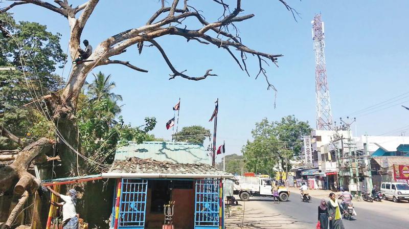 A dried tree being removed near karupparayan temple at Podanur main road on Saturday following the effort taken by Osai K. Syed. (Photo:DC) A dried tree being removed near karupparayan temple at Podanur main road on Saturday following the effort taken by Osai K. Syed. (Photo:DC)
