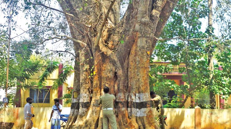 An old Arasamaram. (Photo:DC) An old Arasamaram. (Photo:DC)
