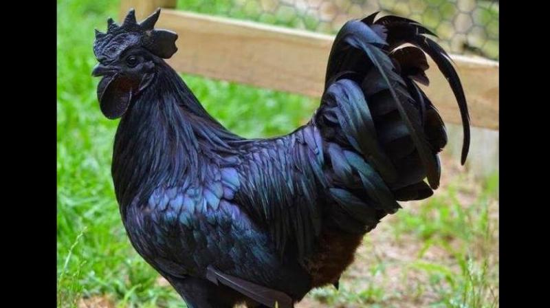 'Kadaknath' is known for its high iron content and much lower cholesterol than other breeds, and sells at a much higher price than other varieties, say experts. (Photo: Facebook | Kadaknath Chicken) 'Kadaknath' is known for its high iron content and much lower cholesterol than other breeds, and sells at a much higher price than other varieties, say experts. (Photo: Facebook | Kadaknath Chicken)