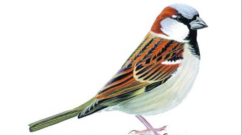 House sparrows, Small bird with a typical length of 16 cm and a mass of 24–39.5gms. House sparrows, Small bird with a typical length of 16 cm and a mass of 24–39.5gms.