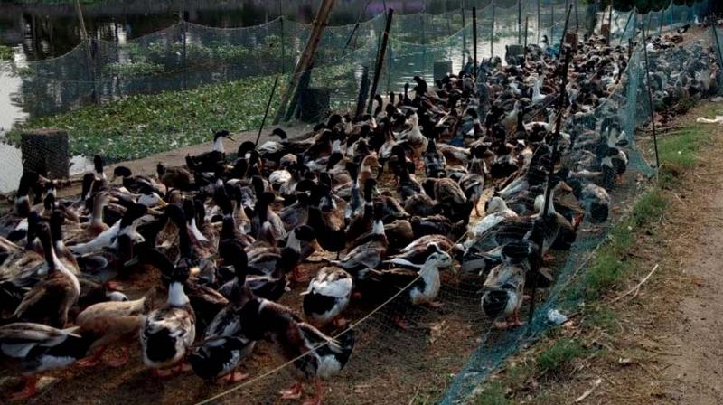 Ducks are kept on the side of A.C Road, Mankombu near Kuttanad for Easter sale. (Photo:DC) Ducks are kept on the side of A.C Road, Mankombu near Kuttanad for Easter sale. (Photo:DC)