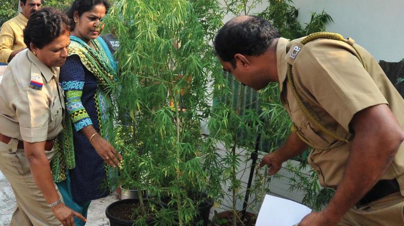 Police checks the marijuana plants found on rooftop garden. (Photo:DC) Police checks the marijuana plants found on rooftop garden. (Photo:DC)