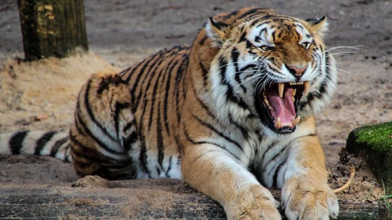 Three other tiger subspecies have already gone extinct: the Caspian, Javan and Bali tigers. (Photo: Pixabay) Three other tiger subspecies have already gone extinct: the Caspian, Javan and Bali tigers. (Photo: Pixabay)