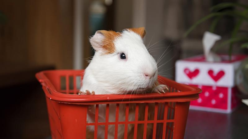 PETA India condemned the new syllabus and urged the MCI to remove the use of all animals from the postgraduate curricula. (Photo: Pixabay) PETA India condemned the new syllabus and urged the MCI to remove the use of all animals from the postgraduate curricula. (Photo: Pixabay)